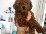 Safkan Garantili toy Poodle- Anne Baba bize ait