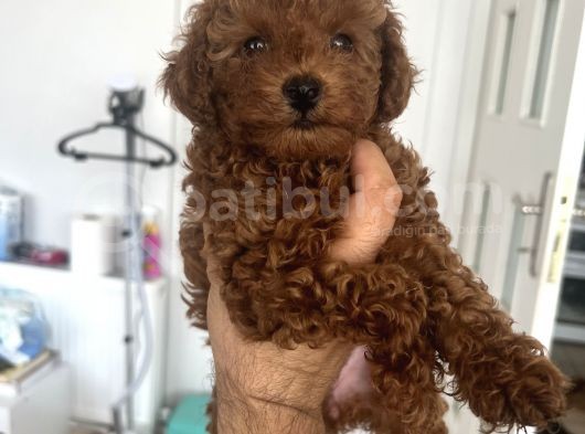 Safkan Garantili Toy Poodle- Anne Baba Bize Ait