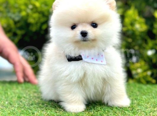 Safkan Pomeranian Boo Yavrularımız görsel