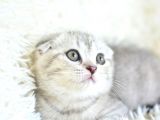 Best Klas Ns25 Scottish Fold Yavrumuz