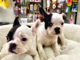 Muhteşem Güzellikte French Bulldog Bebeğimiz