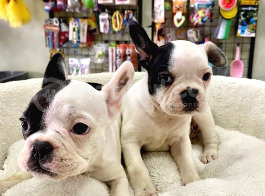 Muhteşem Güzellikte French Bulldog Bebeğimiz görsel