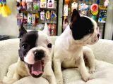 Muhteşem Güzellikte French Bulldog Bebeğimiz