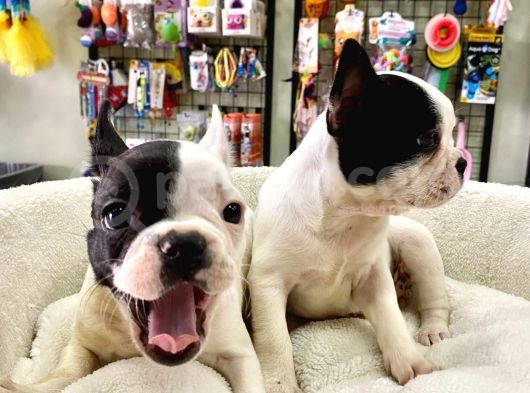 Muhteşem Güzellikte French Bulldog Bebeğimiz görsel