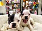 Muhteşem Güzellikte French Bulldog Bebeğimiz