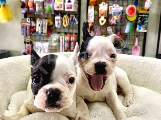 Muhteşem Güzellikte French Bulldog Bebeğimiz
