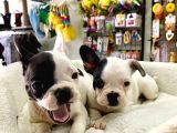 Muhteşem Güzellikte French Bulldog Bebeğimiz