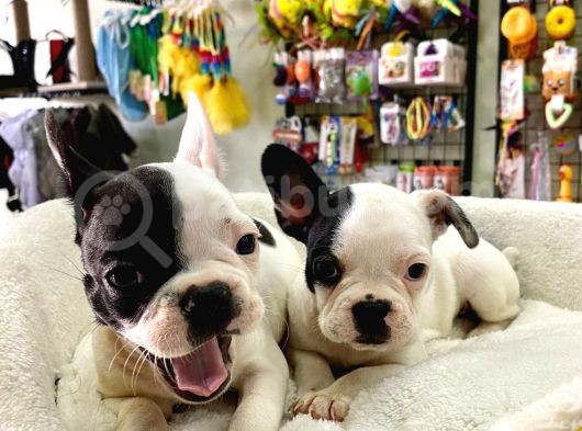Muhteşem Güzellikte French Bulldog Bebeğimiz görsel