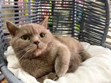 Çok Akıllı Sevecen British Shorthair Oğlumuz