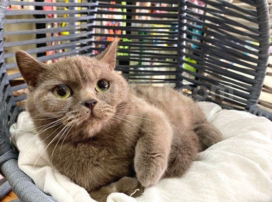 Çok Akıllı Sevecen British Shorthair Oğlumuz görsel