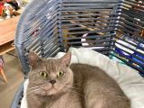 Çok Akıllı Sevecen British Shorthair Oğlumuz