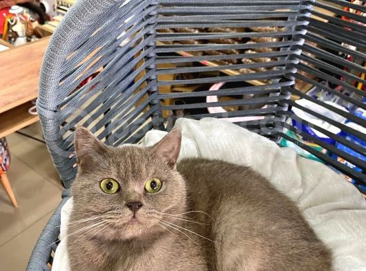 Çok Akıllı Sevecen British Shorthair Oğlumuz görsel