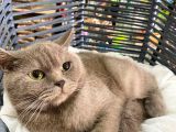 Çok Akıllı Sevecen British Shorthair Oğlumuz