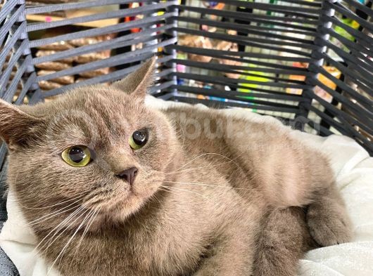 Çok Akıllı Sevecen British Shorthair Oğlumuz görsel