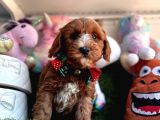 Particulier Maltipoo