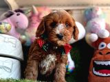 Particulier Maltipoo