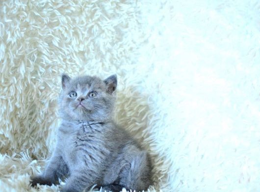 Show Kalite Gri British Shorthair görsel