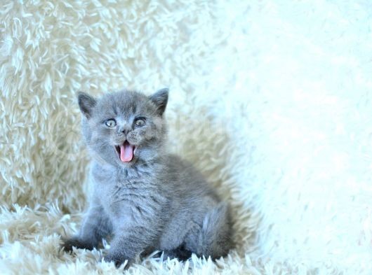 Show Kalite Gri British Shorthair