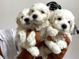 Mükemmel Kalitede Maltese Bebekler