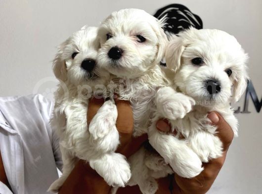 Mükemmel Kalitede Maltese Bebekler görsel