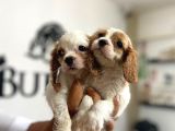 Mükemmel Kalitede Cavalier Bebekler