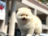 En Sevi̇mli̇ Ve Dost Canlisi Yumuşacik Tüylü Pomerani̇an Boo