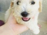 A Kalite Terrier Yavrular Irk Garantili
