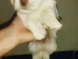 A Kalite Terrier Yavrular Irk Garantili