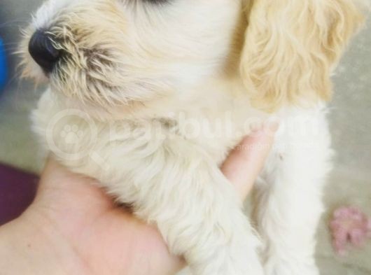 A Kalite Terrier Yavrular Irk Garantili görsel