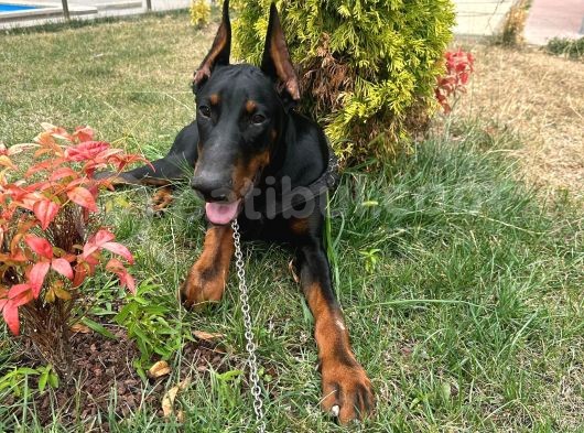 KULAK KUYRUK ESTETİKLİ ERKEK DOBERMAN YAVRU