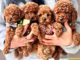 ASİL KORE KAN TOY POODLE YAVRULARIM