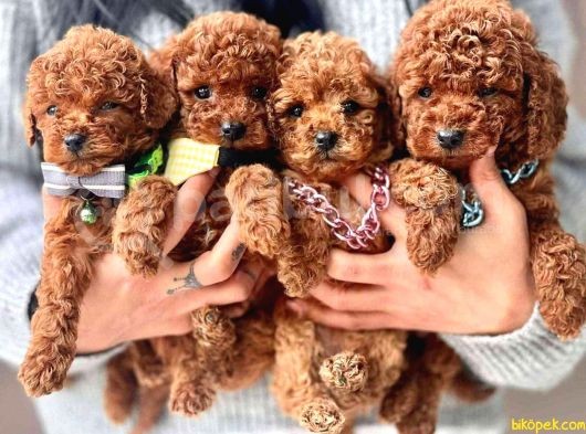 Asi̇l Kore Kan Toy Poodle Yavrularim
