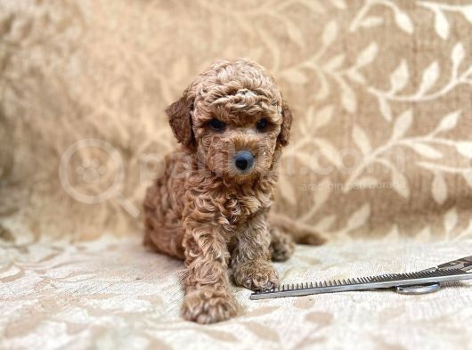 EN SEVİMLİ TOY POODLE DİŞİ YAVRU