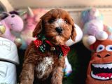 Particulier Maltipoo