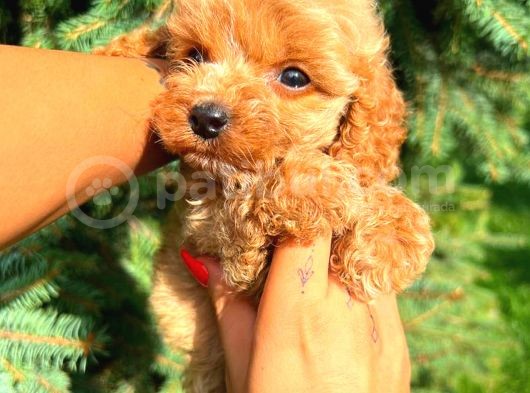 Teacup Mi̇ni̇ Boy Red Di̇şi̇ Malti̇po görsel
