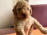 Orji̇nal Toy Poodle