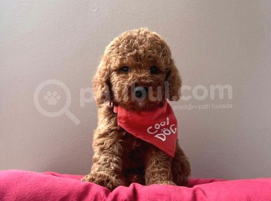 Red Brown Aşili Toy Poodle Yavrularimiz görsel