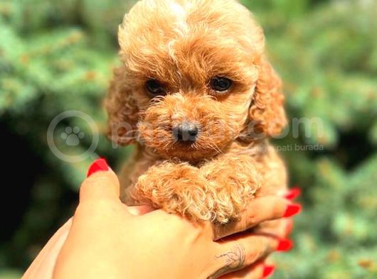 Teacup Mi̇ni̇ Boy Red Di̇şi̇ Malti̇po