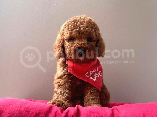 Kore Kan Mi̇ni̇ Toy Poodle Bebekleri̇mi̇z