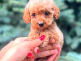 Red Teacup Malti̇po Erkek