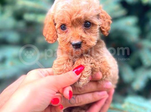 Red Teacup Malti̇po Erkek görsel