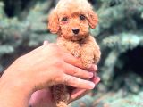Red Teacup Malti̇po Erkek