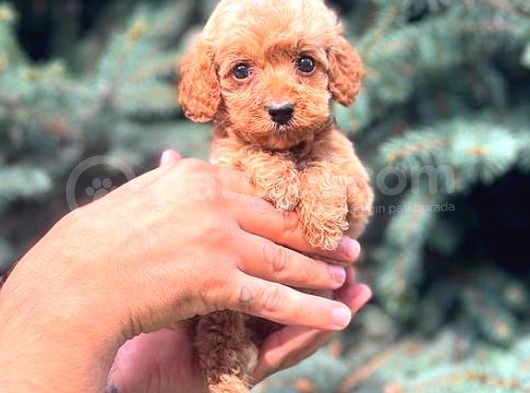Red Teacup Malti̇po Erkek görsel