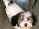 Malti̇poo