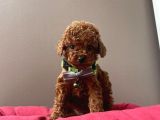 Red Brown Aşili Toy Poodle Yavrularimiz