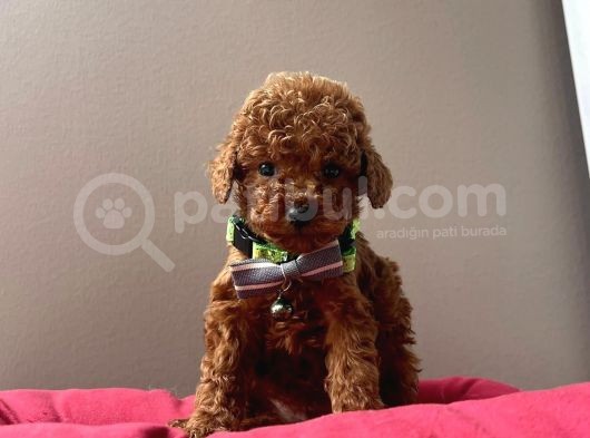 Red Brown Aşili Toy Poodle Yavrularimiz görsel