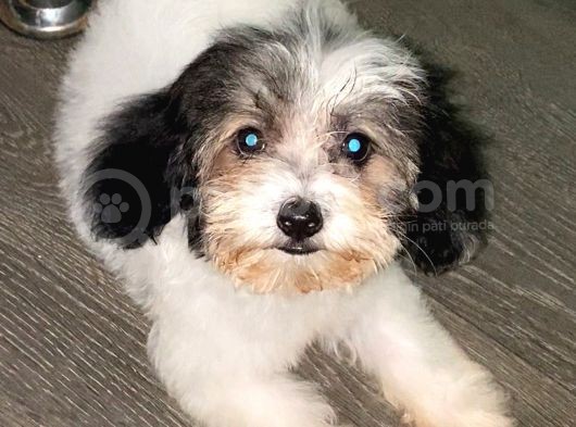 Malti̇poo görsel