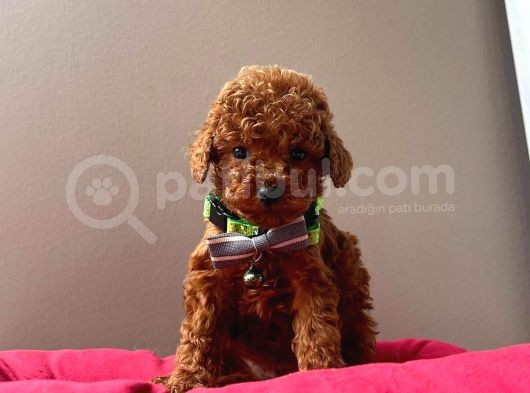 Kore Kan Mi̇ni̇ Toy Poodle Bebekleri̇mi̇z görsel