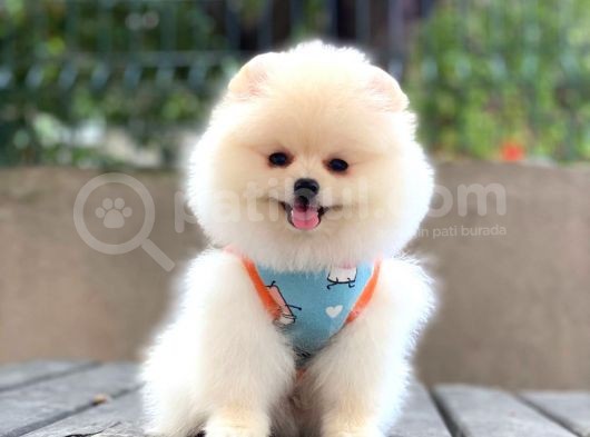Sempatik Pomeranian Yavrular görsel