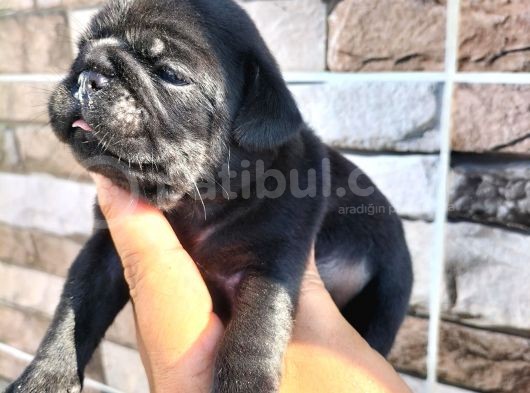 Pugmops Bebekler görsel